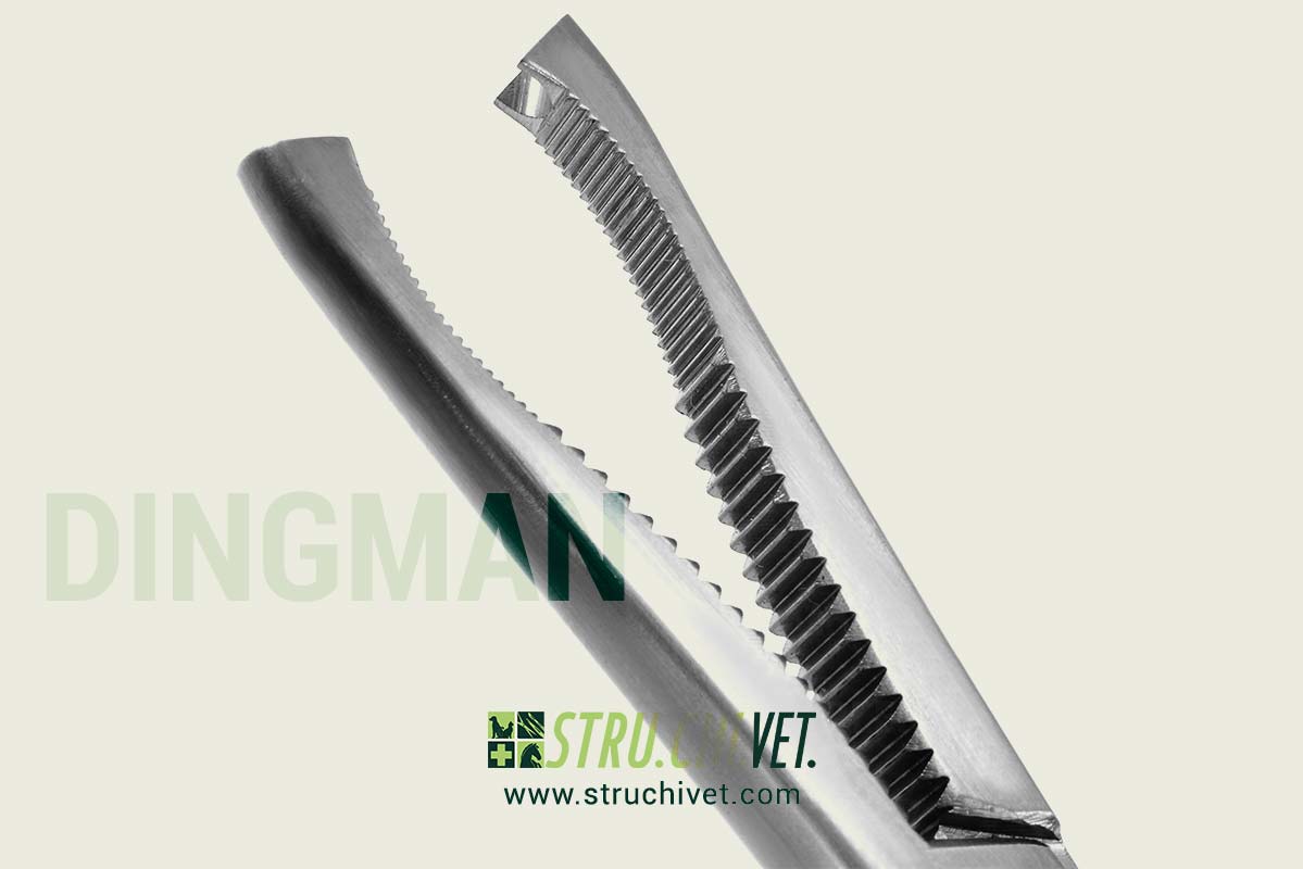 Dingmann-Pinza-per-Tenere-le-Ossa-Presa-Delicata-02